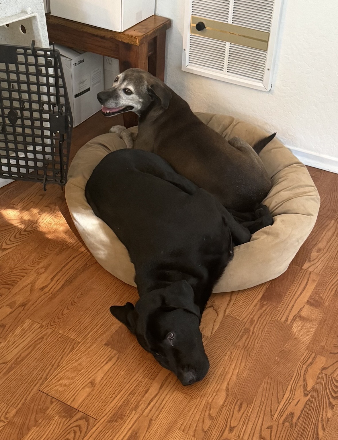Rae peacefully sharing a dog bed with Barnaby